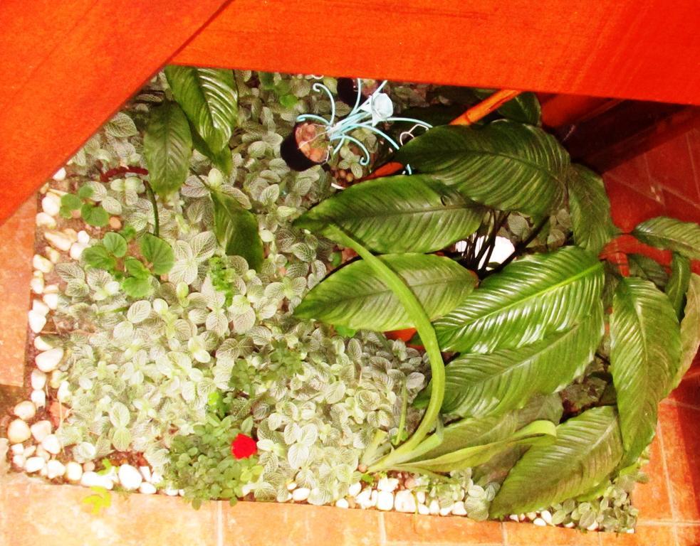 Pousada Flor De Lis Ilha Grande  Екстер'єр фото